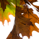 Illustration for article titled Shooting Challenge Fall Leaves Gallery 9